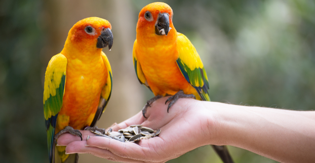 Jak vybrat správného papouška pro vás